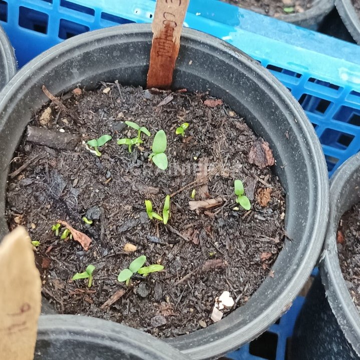 Herbe de grâce, Rue officinale, Rue des jardins image